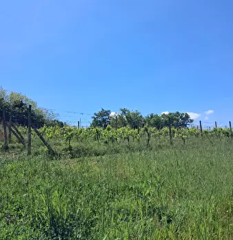 Foto annuncio 8