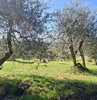 Foto annuncio 8