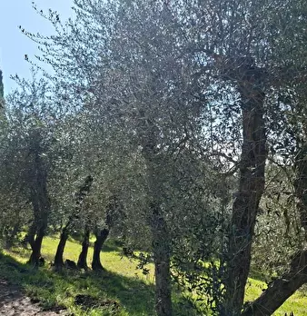 Foto annuncio 5