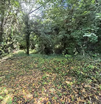 Foto annuncio 30