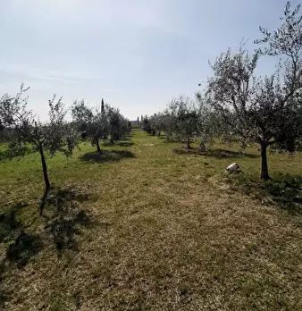 Foto annuncio 55