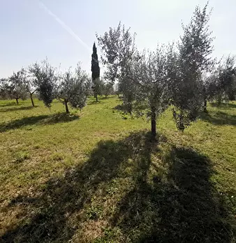 Foto annuncio 71