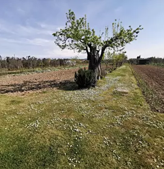 Foto annuncio 56