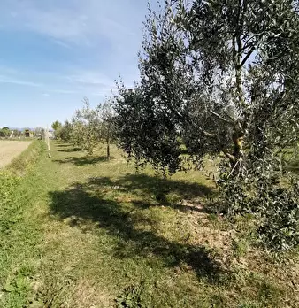 Foto annuncio 70