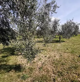 Foto annuncio 72