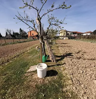 Foto annuncio 62