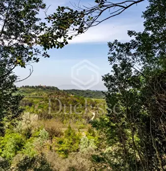 Foto annuncio 78