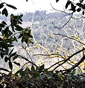 Foto annuncio 29