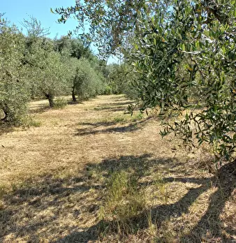Foto annuncio 13