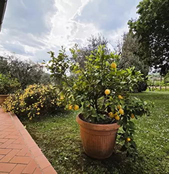 Foto annuncio 56