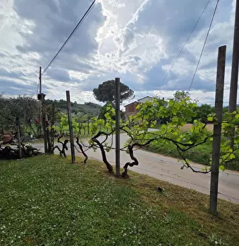 Foto annuncio 59