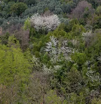 Foto annuncio 18