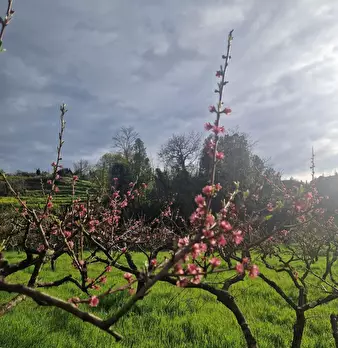 Foto annuncio 1