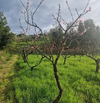 Foto annuncio 10