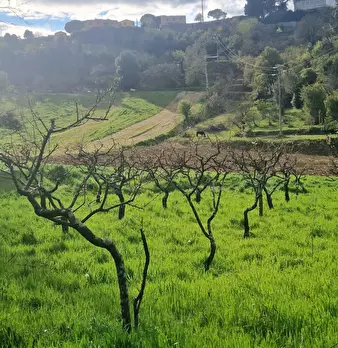 Foto annuncio 9