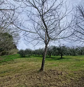 Foto annuncio 6