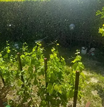 Foto annuncio 4