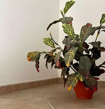 Foto annuncio 23
