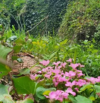 Foto annuncio 77