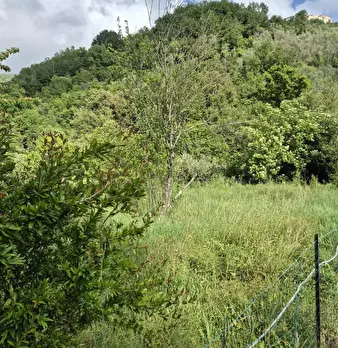 Foto annuncio 10