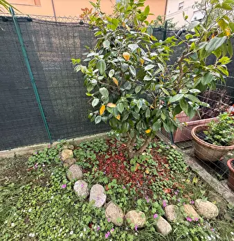 Foto annuncio 5