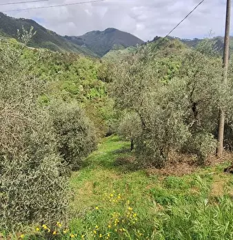Foto annuncio 4