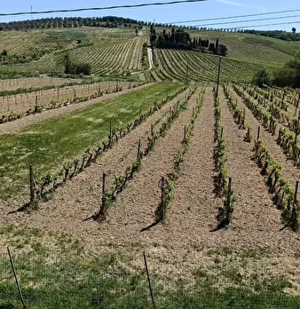 Foto annuncio 5