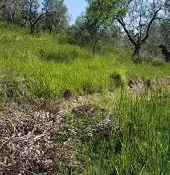 Foto annuncio 6