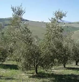 Foto annuncio 3
