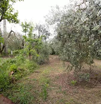 Foto annuncio 56