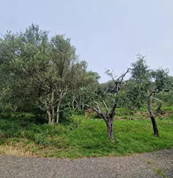 Foto annuncio 4