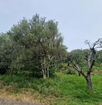 Foto annuncio 3