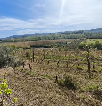 Foto annuncio 10