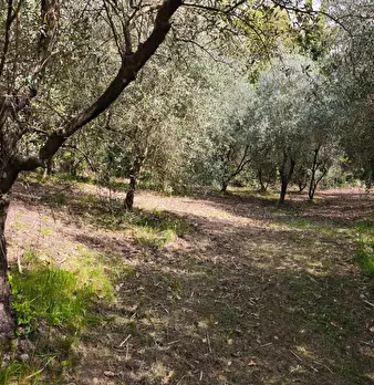 Foto annuncio 24