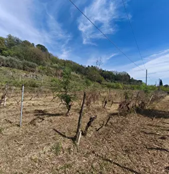 Foto annuncio 5