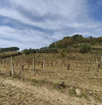 Foto annuncio 4