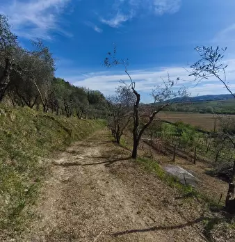 Foto annuncio 12