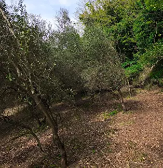 Foto annuncio 20