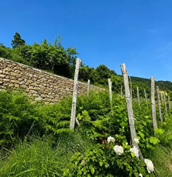 Foto annuncio 34