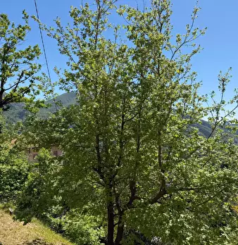 Foto annuncio 31