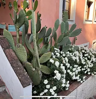 Foto annuncio 6