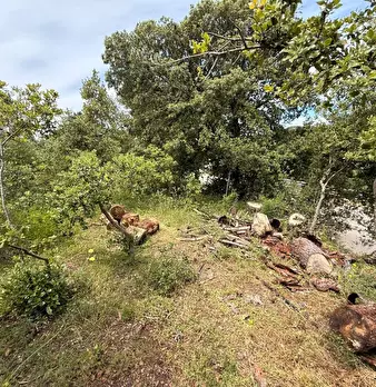 Foto annuncio 19