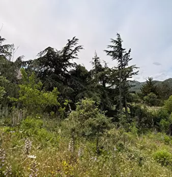 Foto annuncio 33