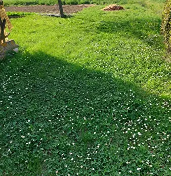 Foto annuncio 10