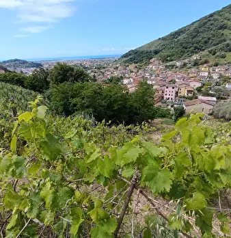 Foto annuncio 17