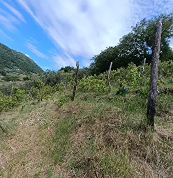 Foto annuncio 20