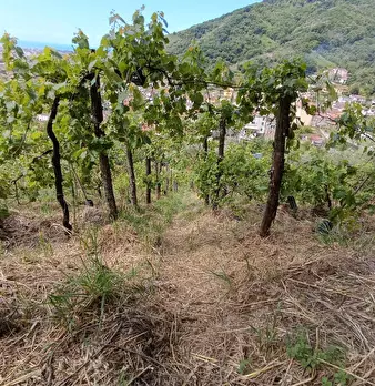 Foto annuncio 21