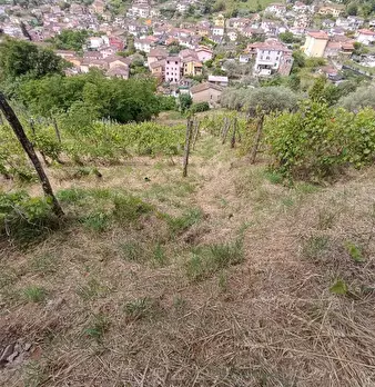 Foto annuncio 22