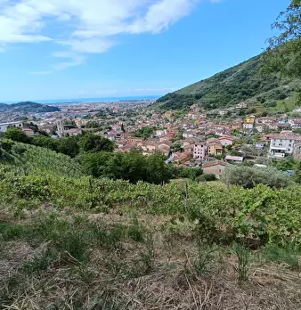 Foto annuncio 24