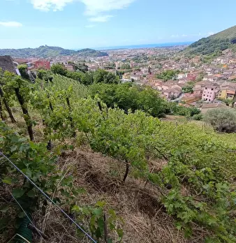 Foto annuncio 15